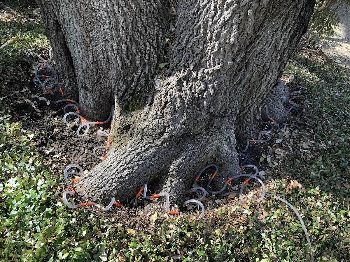Detailed Tree Cabling and Bracing job site in North Clarendon