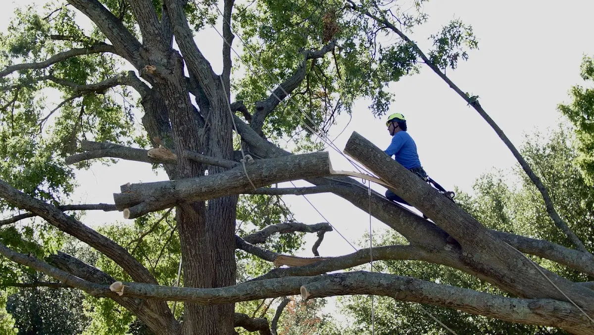 Professional Crown Thinning performed by certified arborists in North Clarendon